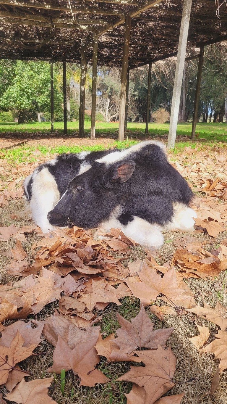 Casa Tudor - Estancia en Chascomús