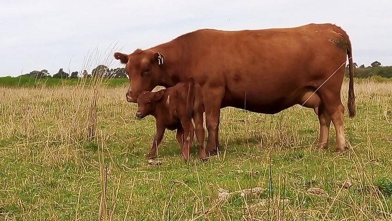 Tudor House - Stay in Chascomús