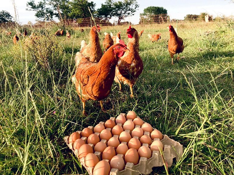 House in Estancia - Perfect for groups